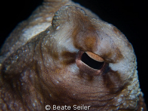 Octopus eye , taken with Canon G100 and UCL165 by Beate Seiler 